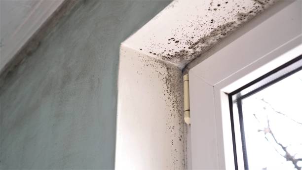Best Residential Mold Remediation in Glandorf, OH