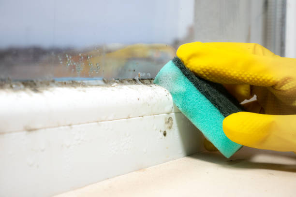 Best Black Mold Remediation in Glandorf, OH