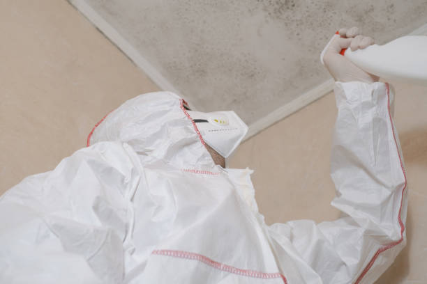 Best Basement Mold Remediation in Glandorf, OH