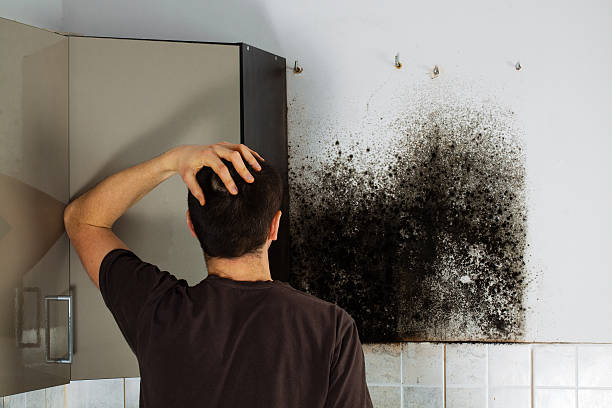 Best Emergency Mold Remediation in Glandorf, OH