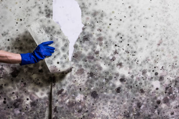 Best Mold Remediation for Specific Building Types in Glandorf, OH