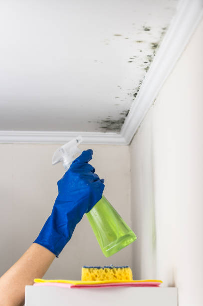 Best Post-Flood Mold Remediation in Glandorf, OH